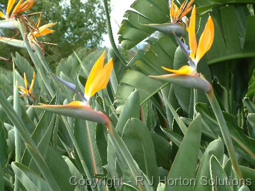 Strelitzia reginae 